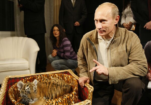 O então primeiro-ministro russo, Vladimir Putin, mostrando aos jornalistas um filhote de tigre-de-amur, que ele recebeu como presente de aniversário, em 7 de outubro de 2008 O então primeiro-ministro russo, Vladimir Putin, mostrando aos jornalistas um filhote de tigre-de-amur, que ele recebeu como presente de aniversário, em 7 de outubro de 2008 - Sputnik Brasil