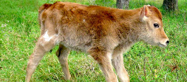 Vaca Alma C1, clonada em Peru - Sputnik Brasil