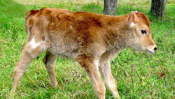 Vaca Alma C1, clonada em Peru - Sputnik Brasil
