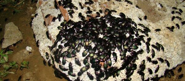 Besouros invadem Minas Gerais - Sputnik Brasil