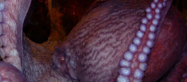 Polvo com aparência assustadora Polvo com aparência assustadora - Sputnik Brasil