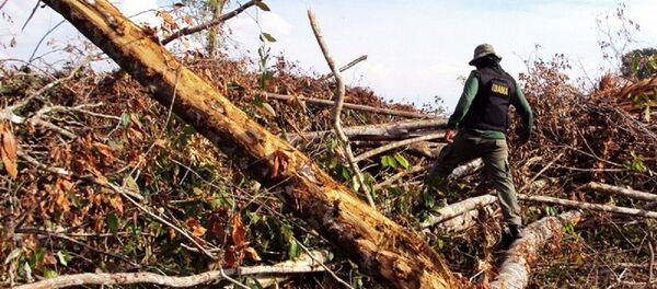 Fiscalização do Ibama na Amazônia - Sputnik Brasil