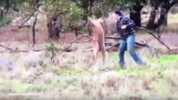 Homem dá murro na cara de canguru protegendo seu cachorro - Sputnik Brasil