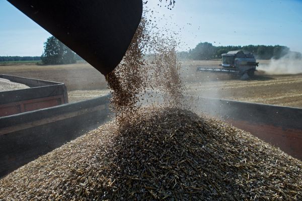 Cooperação agrícola no BRICS: Rússia e Brasil mostram o que sabem fazer melhor - Sputnik Brasil