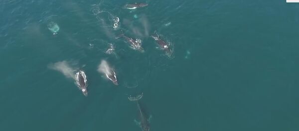 Tranquilidade pura: drone filma baleias durante caçada - Sputnik Brasil