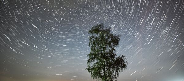 Árvore e ao fundo chuva de meteoros (foto de arquivo) - Sputnik Brasil