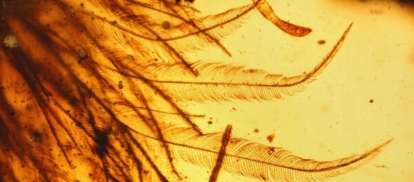 A prova de que dinossauros tinham penas está contida em um pedaço de âmbar. - Sputnik Brasil