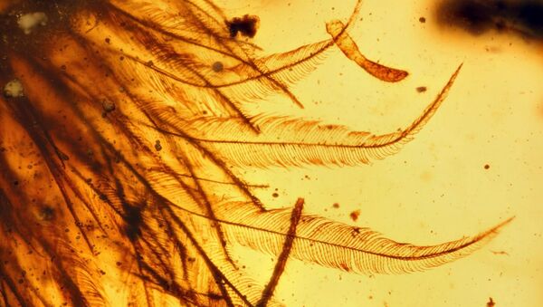 A prova de que dinossauros tinham penas está contida em um pedaço de âmbar (imagem ilustrativa) - Sputnik Brasil