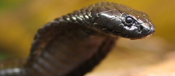 Cobra egípcia (foto de arquivo) - Sputnik Brasil