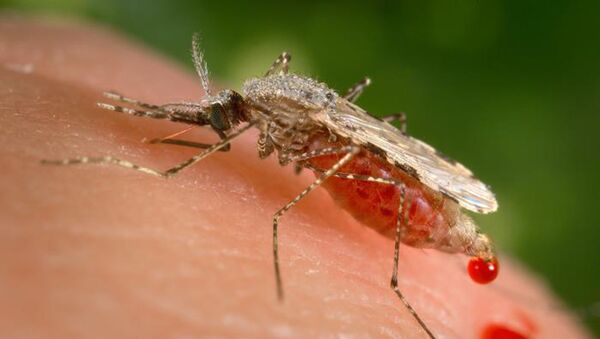 Mosquito do gênero Anopheles, responsável pela transmissão da malária - Sputnik Brasil