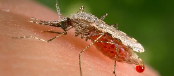 Mosquito - Sputnik Brasil