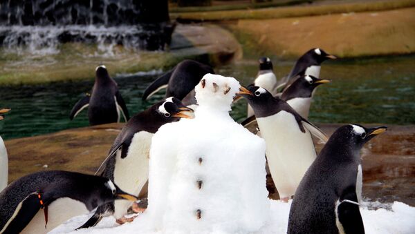 Colônia de pinguins do Zoológico de Edimburgo desfruta de iguaria de gelado - Sputnik Brasil
