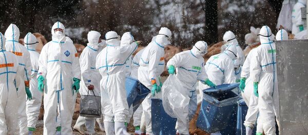 Workers wearing protective suits cull ducks after some tested positive for H5 bird flu at a poultry farm in Aomori, northern Japan, in this photo taken by Kyodo November 29, 2016. Workers wearing protective suits cull ducks after some tested positive for H5 bird flu at a poultry farm in Aomori, northern Japan, in this photo taken by Kyodo November 29, 2016. - Sputnik Brasil