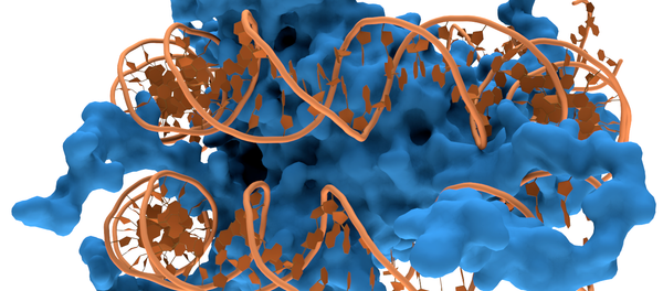 Uma cadela de ADN Uma cadela de ADN - Sputnik Brasil