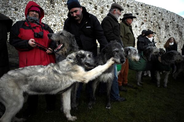 Lébreis irlandeses durante a festa do solstício de inverno em Newgrange, Irlanda - Sputnik Brasil