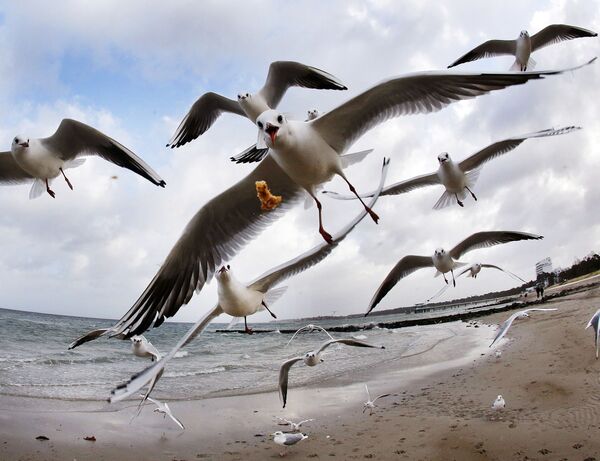 Gaivotas na costa do mar Báltico, Alemanha - Sputnik Brasil