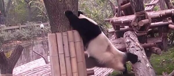 Panda conquista redes sociais com seus exercícios de flexibilidade - Sputnik Brasil