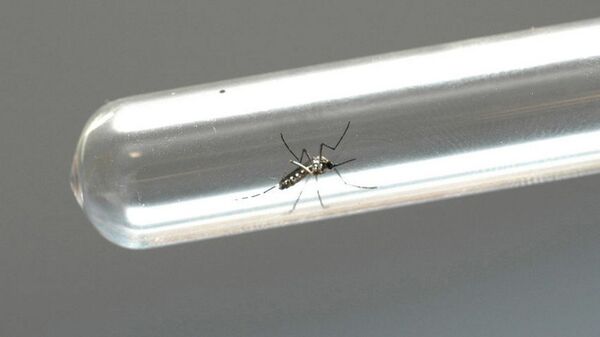 Fiocruz faz alerta sobre epidemia no verão de  chikungunya,  dengue e zika  - Sputnik Brasil