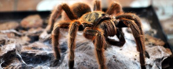 Tarântula - Sputnik Brasil