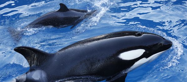 Baleia nada com seu filhote no parque de exibição de animais Marineland na cidade de Antibes, na Costa Azul, no sudeste da França, 12 de dezembro de 2013 Baleia nada com seu filhote no parque de exibição de animais Marineland na cidade de Antibes, na Costa Azul, no sudeste da França, 12 de dezembro de 2013 - Sputnik Brasil