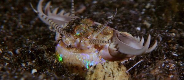 Verme Eunice aphroditois - Sputnik Brasil