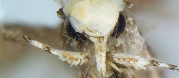 Borboleta Neopalpa donaldtrumpi - Sputnik Brasil