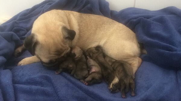 Mamãe Lanna e os seus cinco filhotinhos - Sputnik Brasil