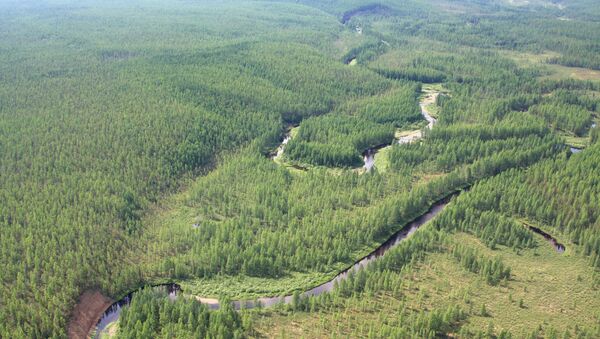 Floresta perto do lugar onde aconteceu Evento de Tunguska. (File) - Sputnik Brasil