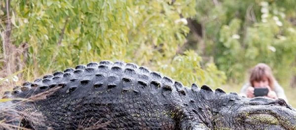 Um crocodilo enorme passa tranquilamente por um grupo de turistas na reserva natural de Circle B Bar Reserve, Lakeland, Florida - Sputnik Brasil