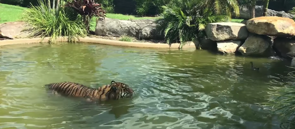 Batalha desigual: ‘Pato mais valente do mundo’ lança desafio a um tigre e sai vencedor Batalha desigual: ‘Pato mais valente do mundo’ lança desafio a um tigre e sai vencedor - Sputnik Brasil