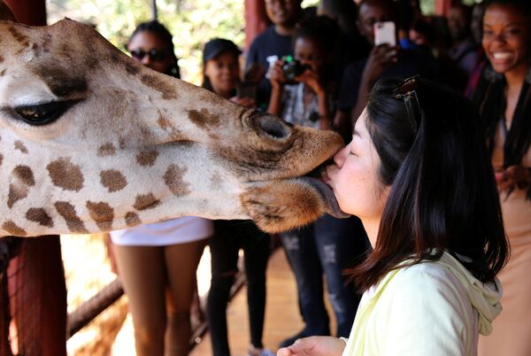 Girafa beija menina no jardim zoológico em Nairobi, Quênia - Sputnik Brasil