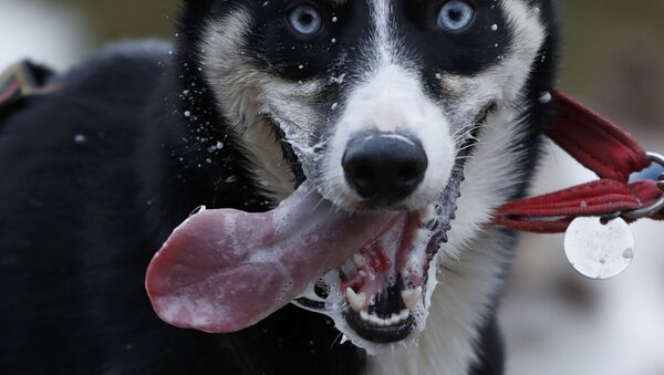 Um cachorro de raça husky durante o treinamento antes das corridas de trenós Aviemore Sled Dog Rally, na Escócia. - Sputnik Brasil
