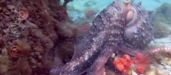 Polvo no fundo marítimo - Sputnik Brasil