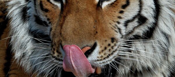 Tigre-siberiano Amur - Sputnik Brasil