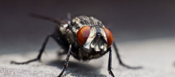 Mosca (arquivo) - Sputnik Brasil