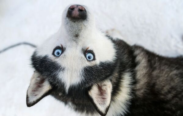 Cachorro de raça husky no parque de Sokolniki, em Moscou, durante o programa de reabilitação e ensino Caminhando com Huskie. - Sputnik Brasil