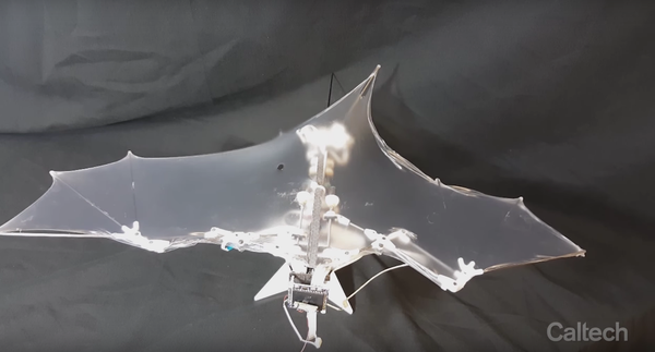 Drone Bat Bot que pode subir e voar para cima e para baixo que nem um verdadeiro mamífero noturno - Sputnik Brasil