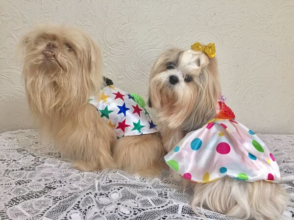 Item fantasia conta ponto no Carnapet de Brasília  - Sputnik Brasil