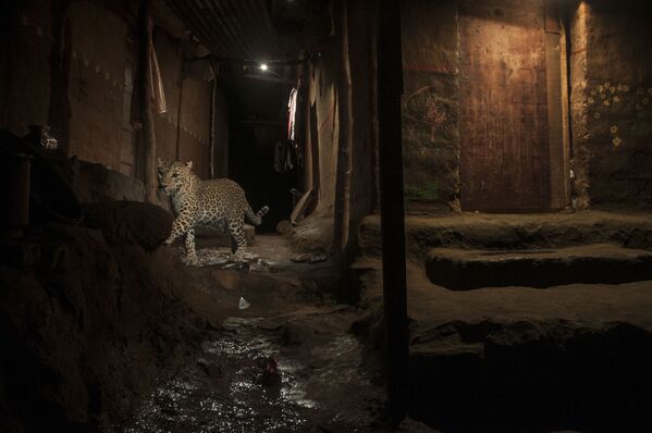 Foto denominada como Gato Grande no Meu Quintal! retrata um leopardo selvagem caminhando pelo Parque Nacional de Sanjay Gandhi, uma área protegida da cidade de Mumbai, na Índia - Sputnik Brasil