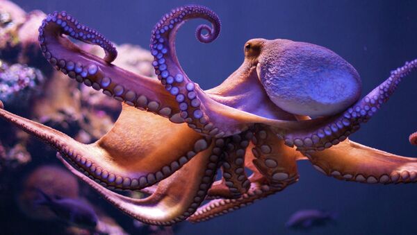 A new study shows how the blood of an octopus is especially suited not only for freezing waters, but can also adjust to warmer waves. - Sputnik Brasil