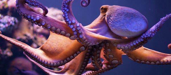 A new study shows how the blood of an octopus is especially suited not only for freezing waters, but can also adjust to warmer waves. - Sputnik Brasil