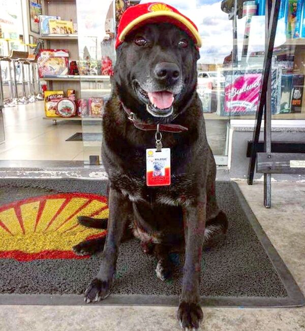 Negão ganhou um lar e amigos no posto de gasolina - Sputnik Brasil