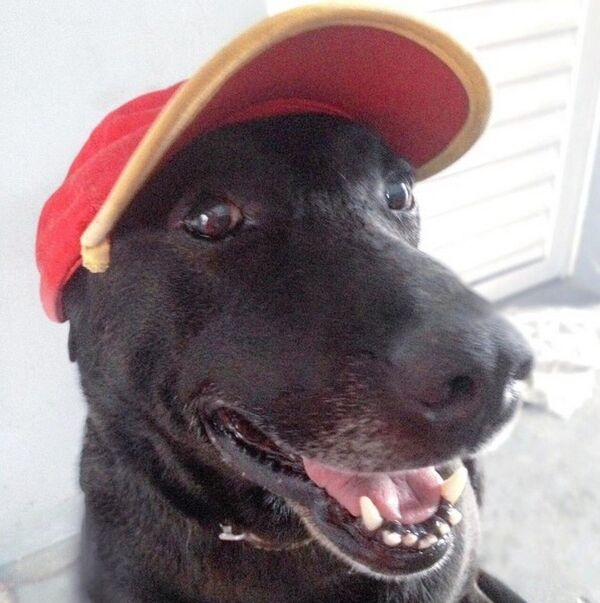 O cão está sempre ao redor dos clientes, muitos vão ao estabelecimento só para brincar com o animal - Sputnik Brasil