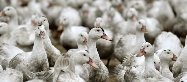 Patos em quarentena em uma fazenda da comuna francesa de Bourriot-Bergonce, em Aquitaine, na última quarta-feira, 22 de fevereiro de 2017 - Sputnik Brasil