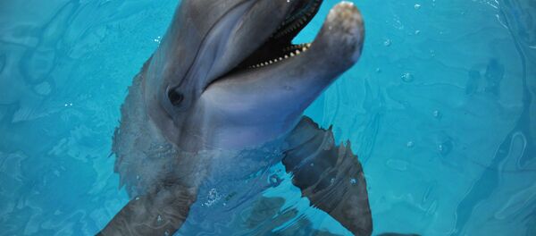 Golfinho - Sputnik Brasil