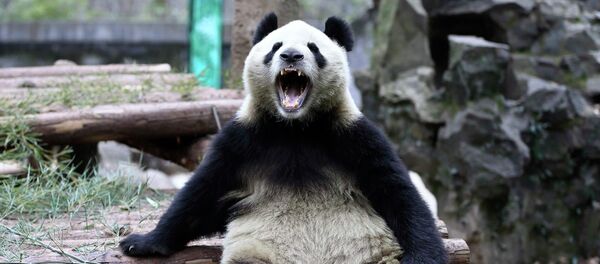 Panda gigante abre sua boca enquanto se inclina em troncos de madeira no Zoológico em Hangzhou, província de Zhejiang, 15 de janeiro de 2015 - Sputnik Brasil