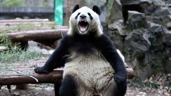 Panda gigante abre sua boca enquanto se inclina em troncos de madeira no Zoológico em Hangzhou, província de Zhejiang, 15 de janeiro de 2015 - Sputnik Brasil
