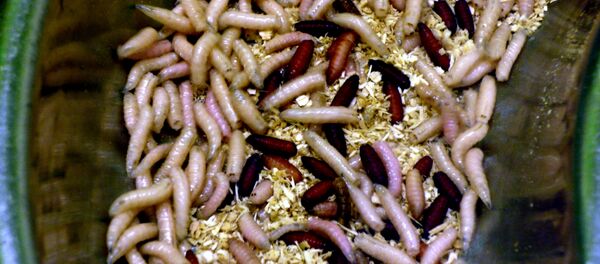 Larvas - Sputnik Brasil