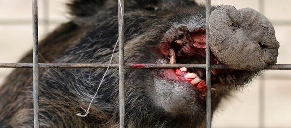 Um javali está preso na área residencial na cidade de Namie na zona exclusiva da usina nuclear de Fukushima Daiichi - Sputnik Brasil