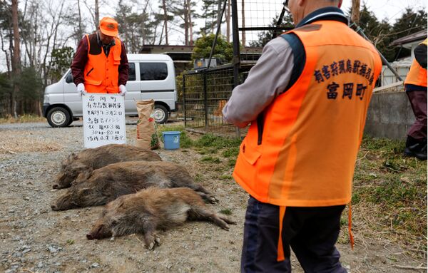 Caçadores de animais da cidade de Tomioka tomam uma foto de javalis após os caçarem na área residencial na zona exclusiva da usina nuclear de Fukushima Daiichi - Sputnik Brasil